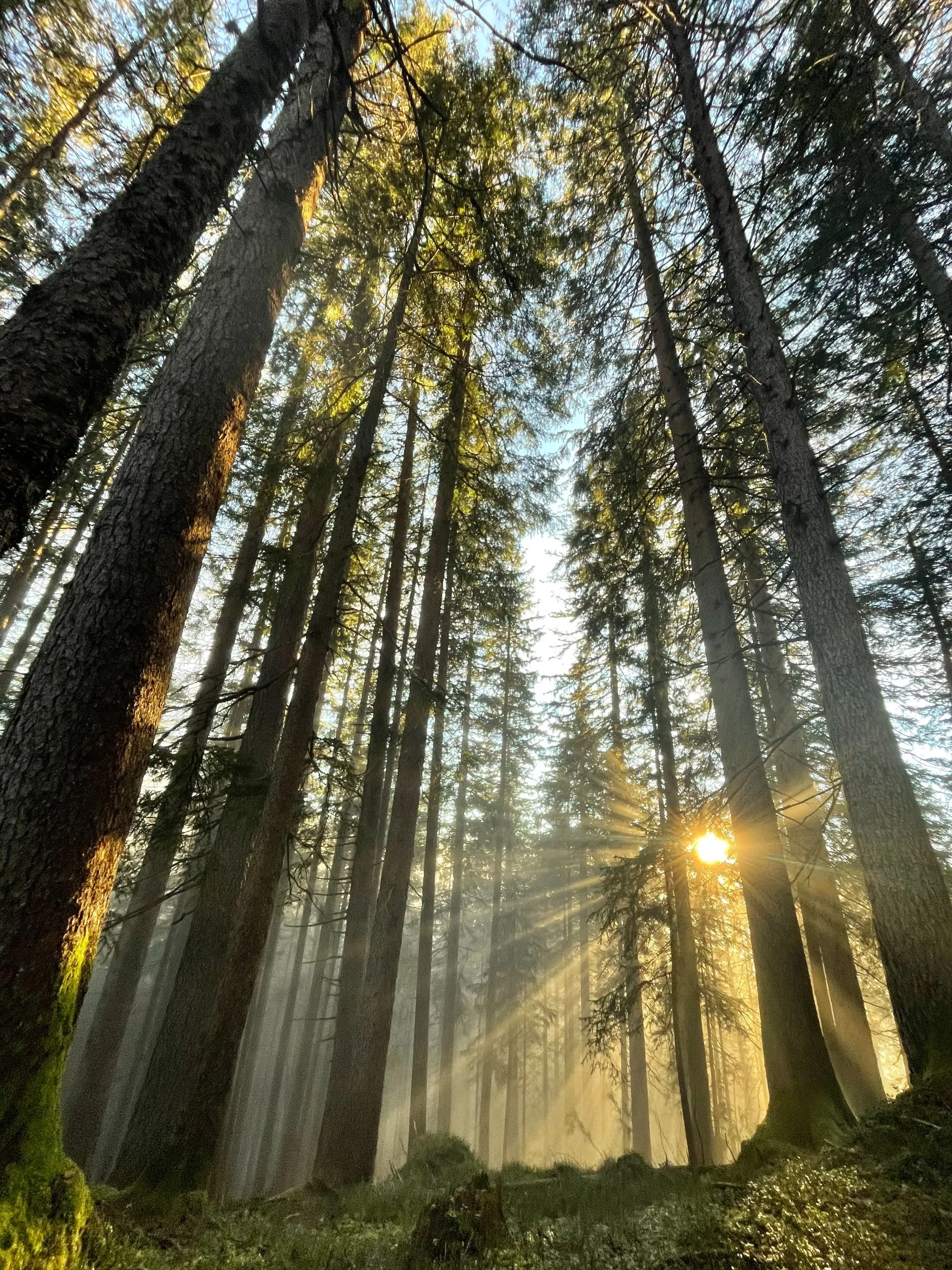 Sonnenstrahlen im Lungerer Wald